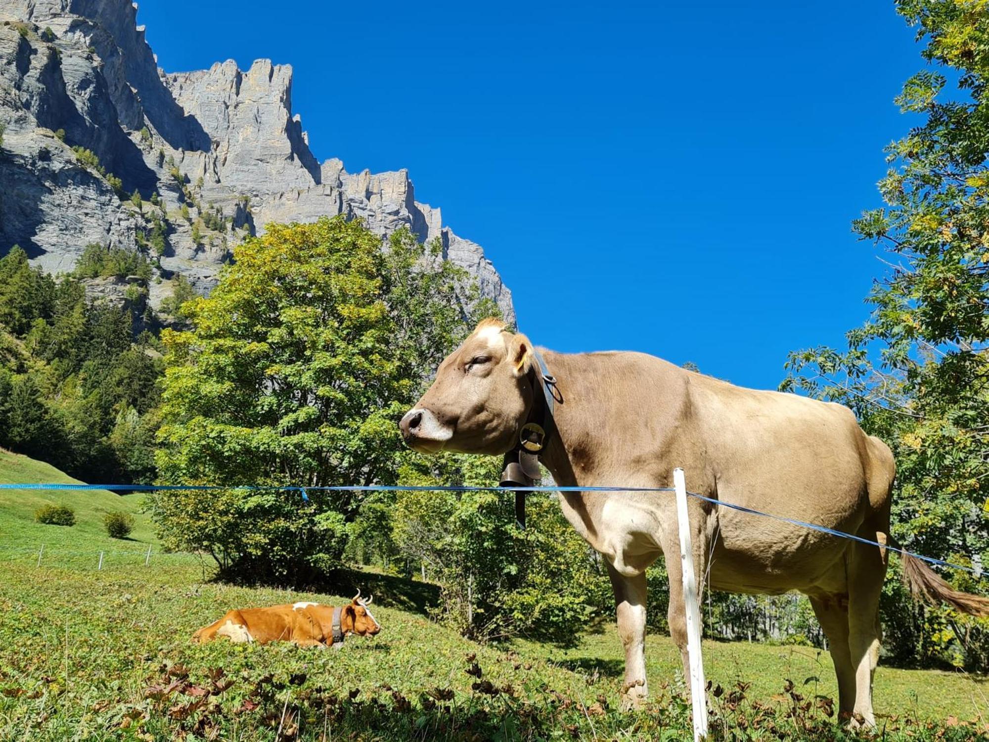 Apartament Lucky Fox Leukerbad Zewnętrze zdjęcie